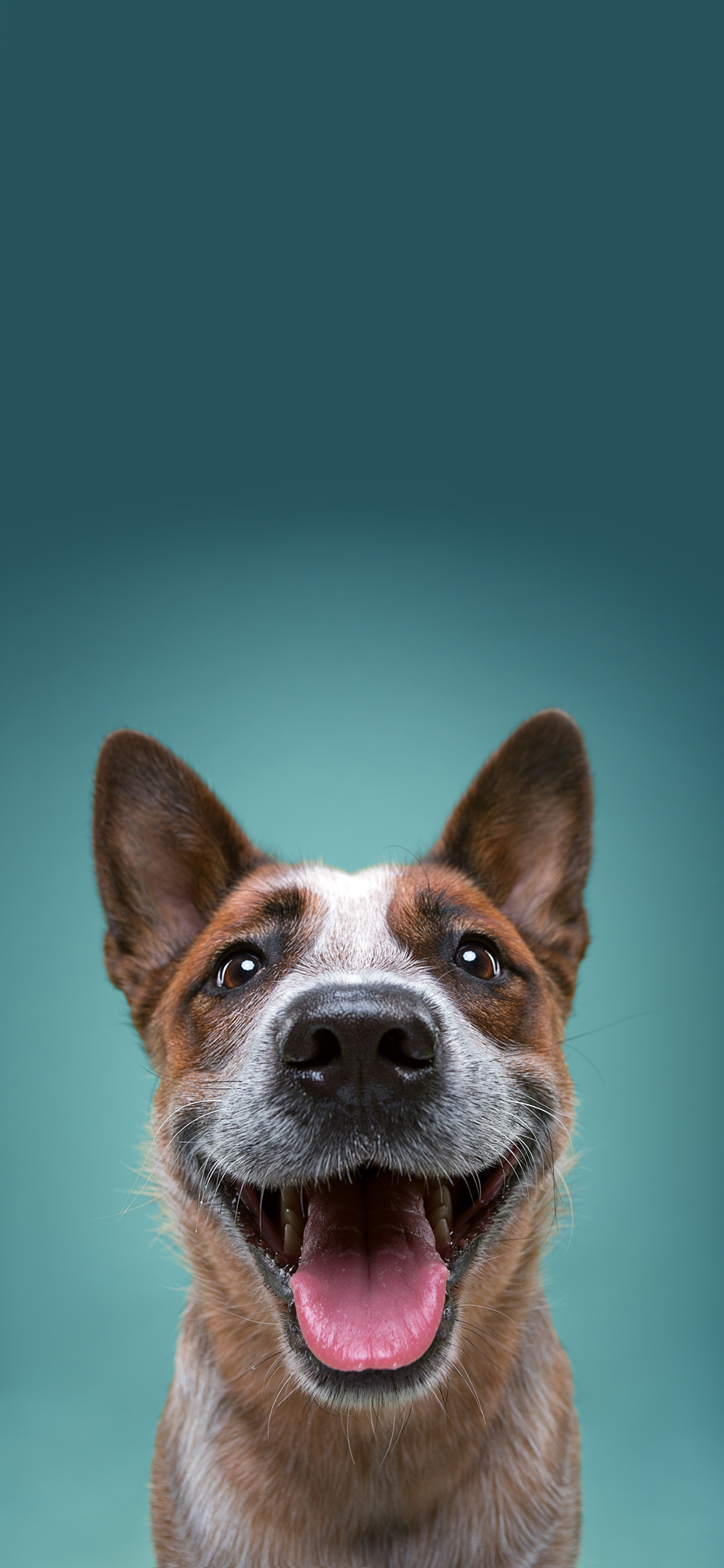 [2436×1125]狗狗 汪星人 可爱 萌 宠物 苹果手机壁纸图片