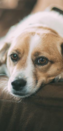 [2436x1125]狗狗 汪星人 可爱 萌宠 趴 苹果手机壁纸图片