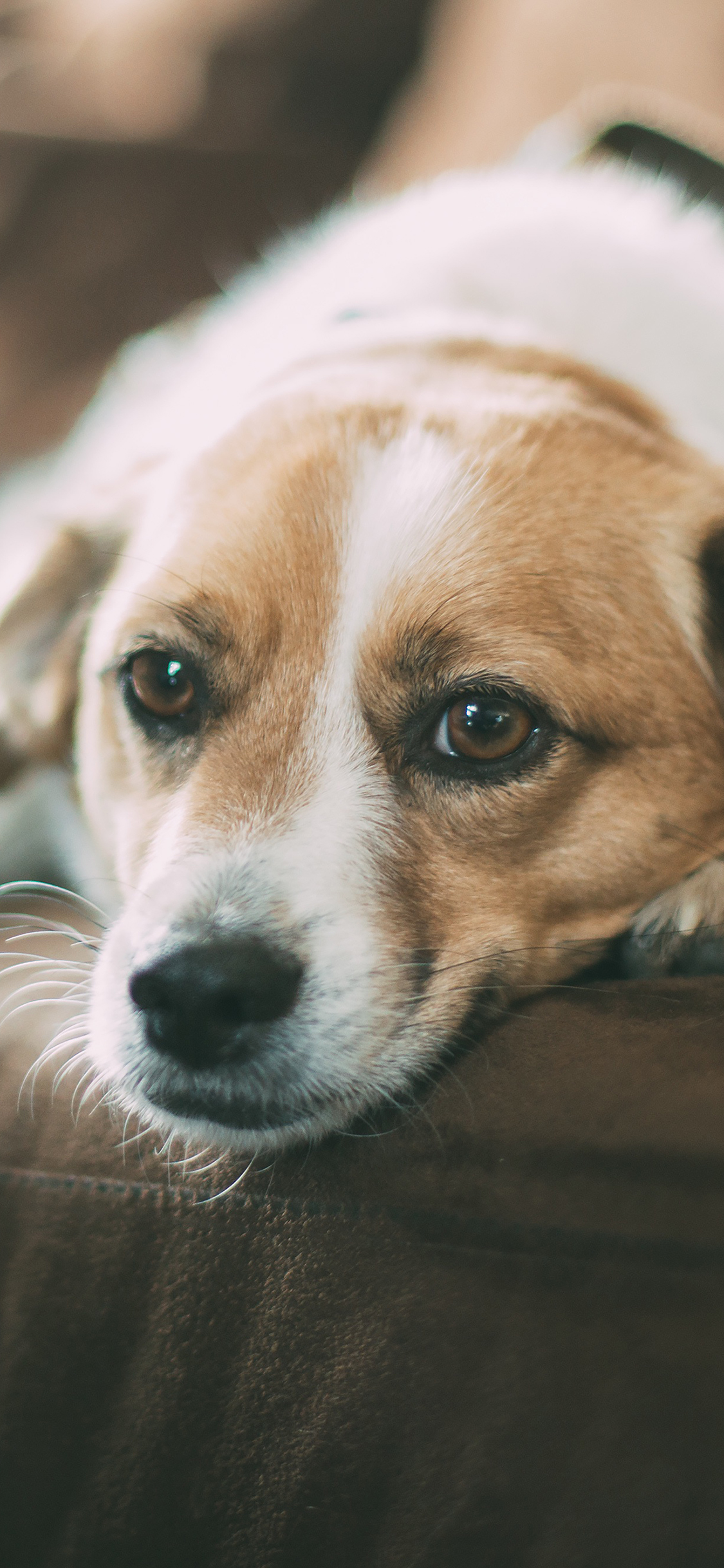 [2436×1125]狗狗 汪星人 可爱 萌宠 趴 苹果手机壁纸图片