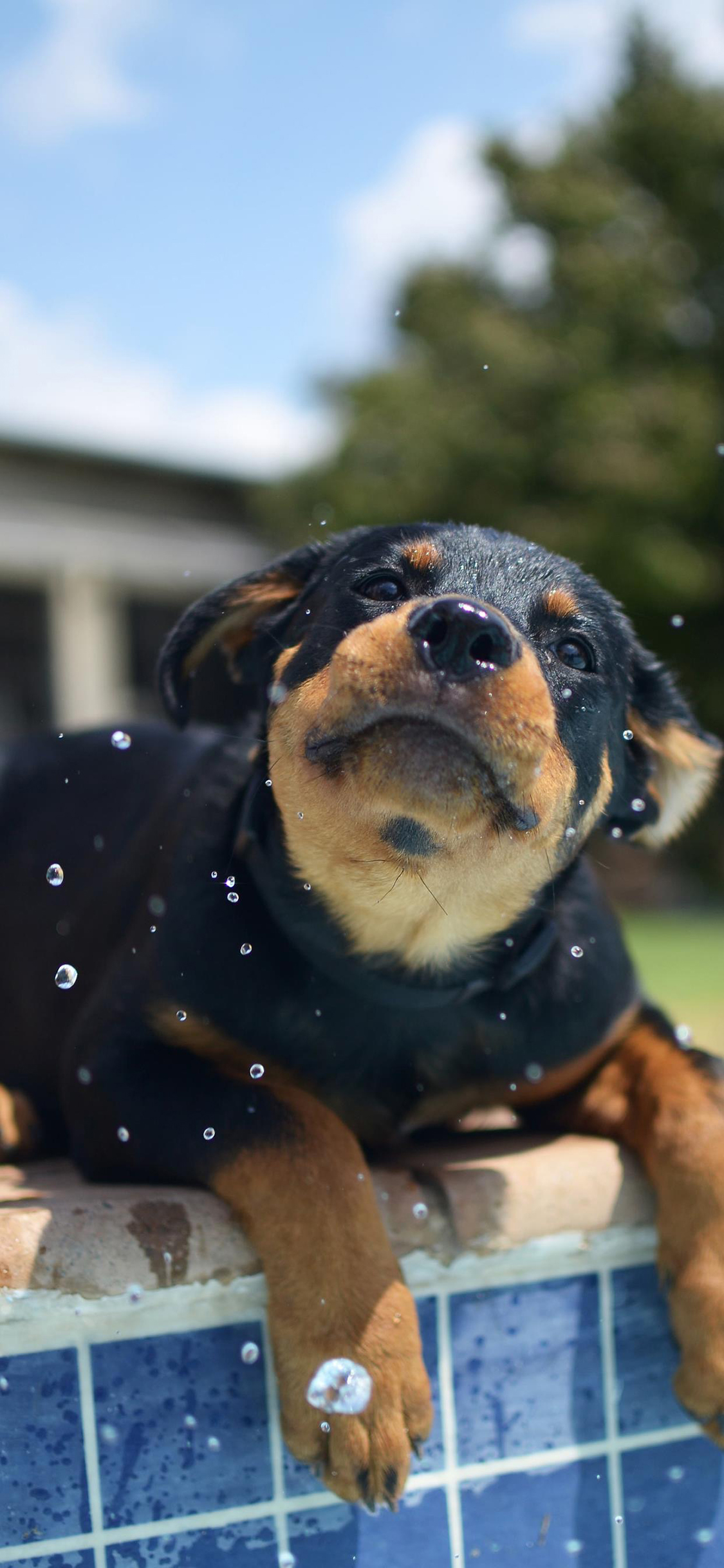 [2436×1125]狗狗 汪星人 宠物 小奶狗 水 苹果手机壁纸图片