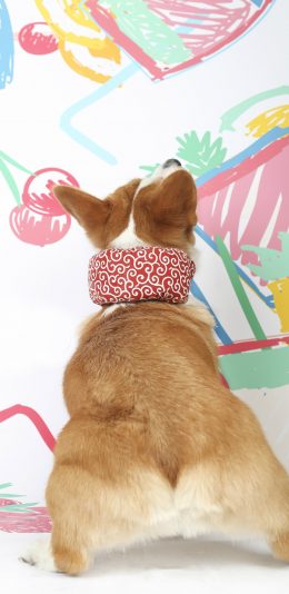 [2436x1125]狗狗 汪星人 屁股 可爱 尾巴 萌宠 苹果手机壁纸图片