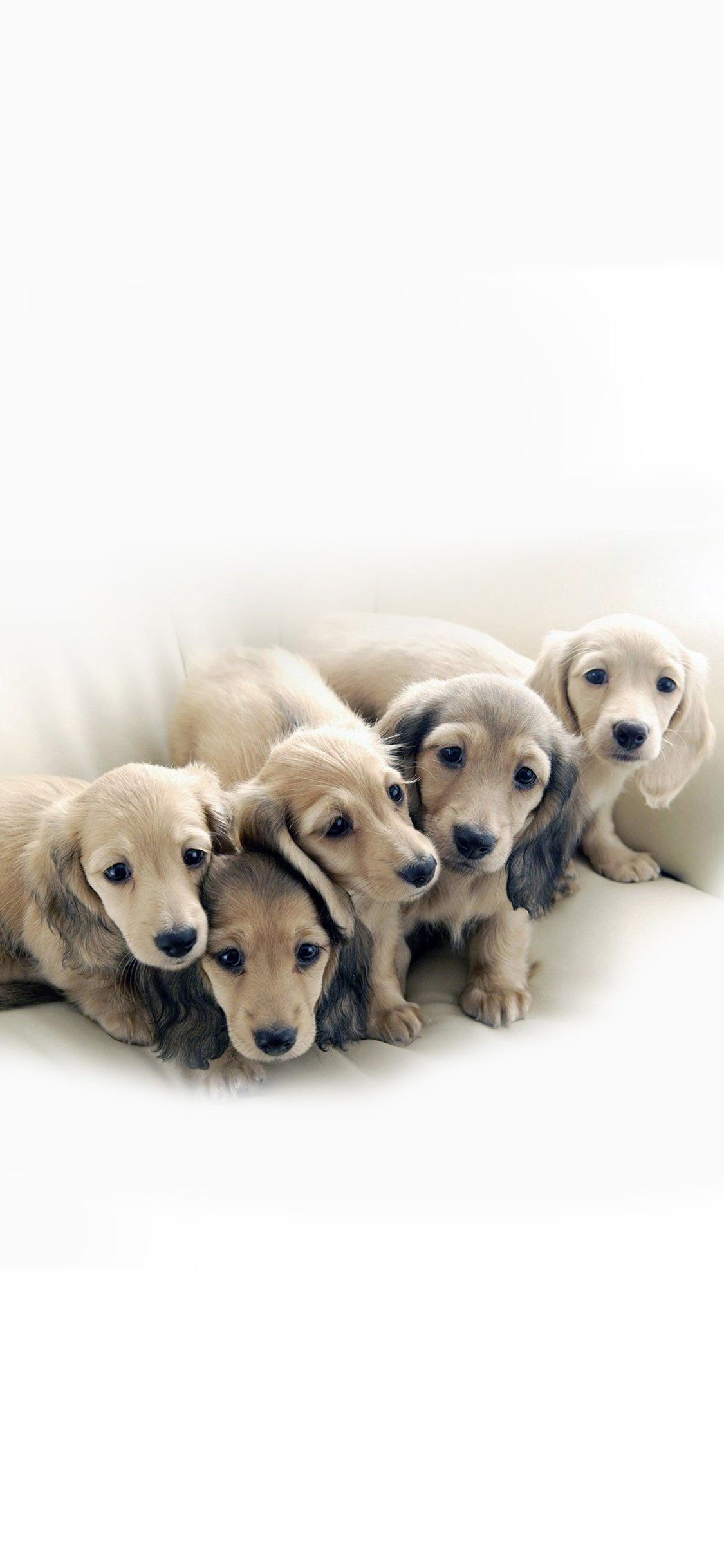 [2436×1125]狗狗 汪星人 萌宠 可爱 犬 苹果手机壁纸图片