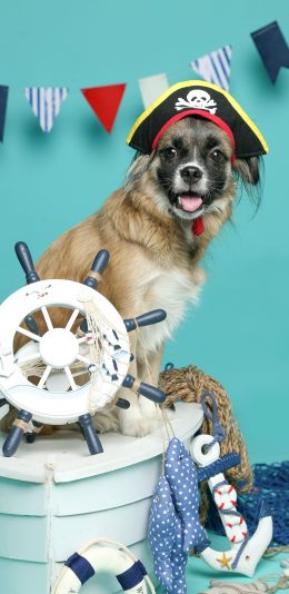 [2436x1125]狗狗 汪星人 萌宠 艺术照 可爱 苹果手机壁纸图片