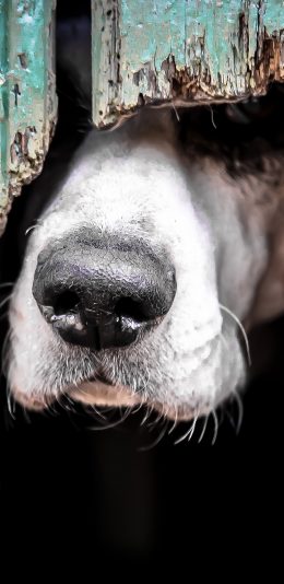 [2436x1125]狗狗 汪星人 鼻子 可爱 犬 苹果手机壁纸图片