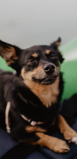 [2436x1125]狗狗 犬 可爱 汪星人 萌 宠物 苹果手机壁纸图片