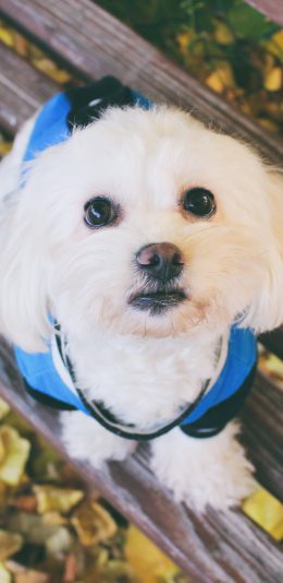 [2436x1125]狗狗 犬 可爱 萌 宠物 苹果手机壁纸图片