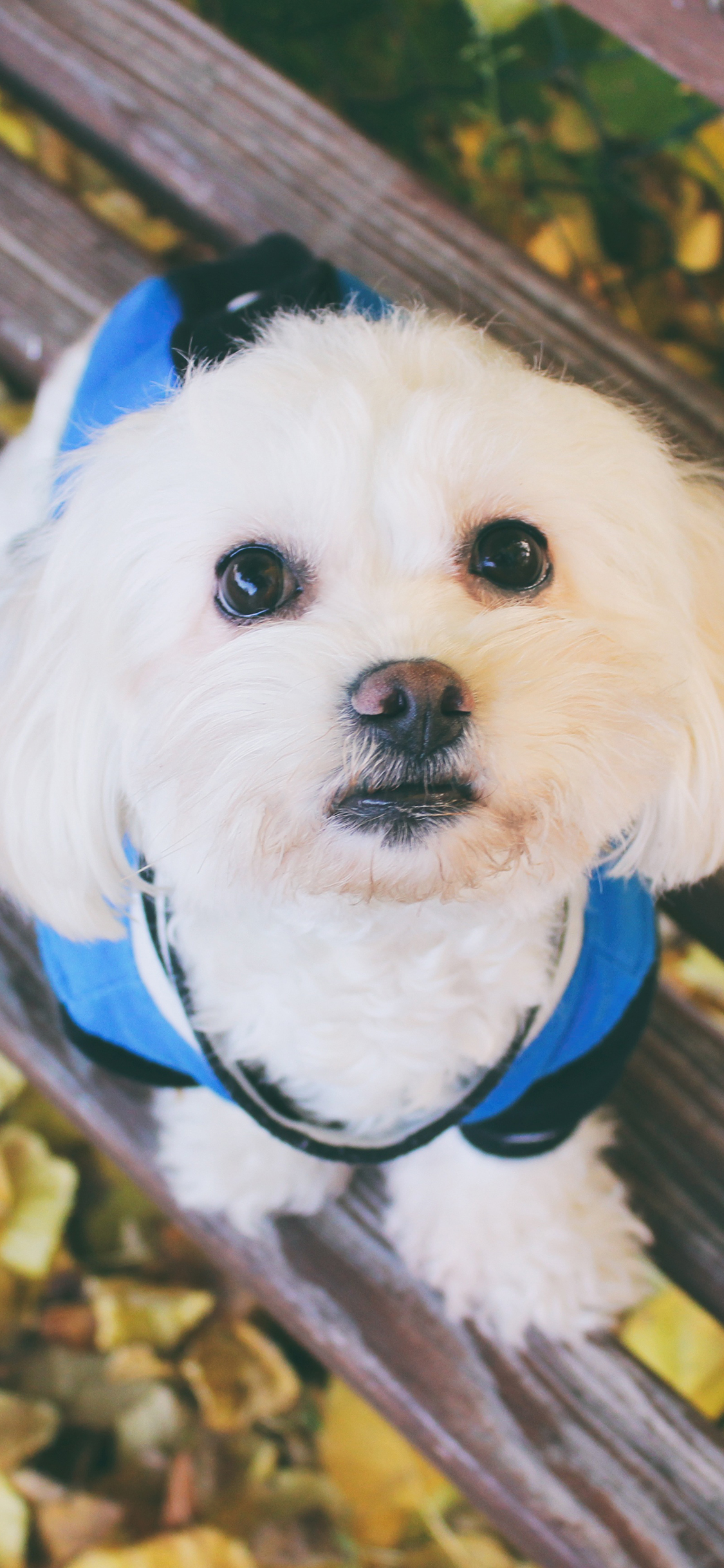 [2436×1125]狗狗 犬 可爱 萌 宠物 苹果手机壁纸图片
