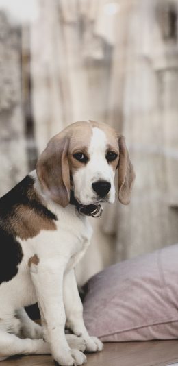 [2436x1125]狗狗 犬 汪星人 可爱 宠物 苹果手机壁纸图片