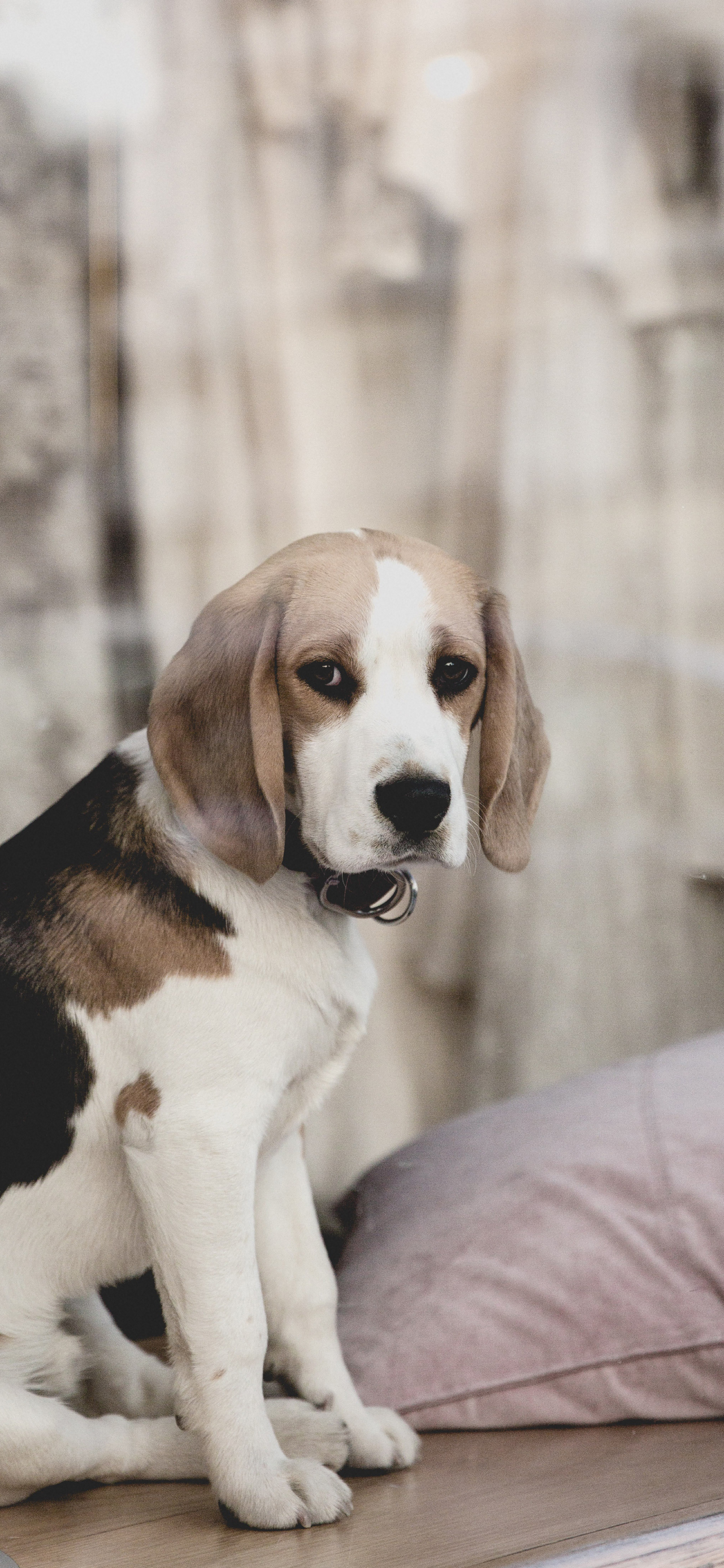 [2436×1125]狗狗 犬 汪星人 可爱 宠物 苹果手机壁纸图片