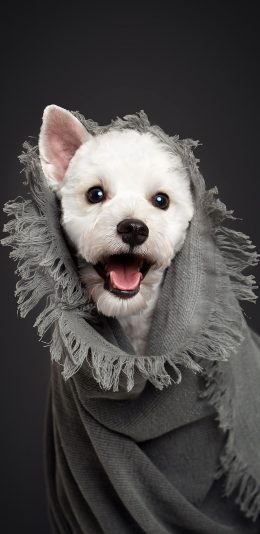 [2436x1125]狗狗 犬 汪星人 可爱 萌 苹果手机壁纸图片