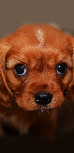 [2436x1125]狗狗 犬 汪星人 可爱 萌 宠物 苹果手机壁纸图片