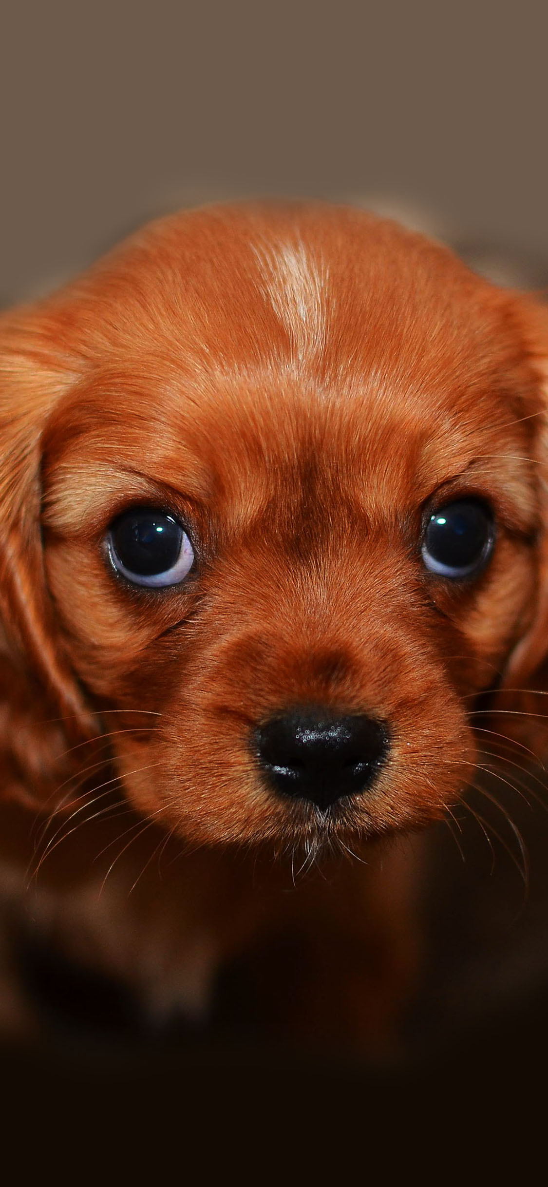 [2436×1125]狗狗 犬 汪星人 可爱 萌 宠物 苹果手机壁纸图片