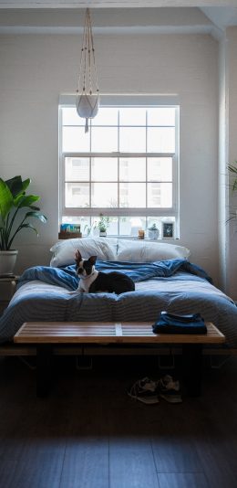 [2436x1125]狗狗 犬 汪星人 宠物 卧室 床 苹果手机壁纸图片