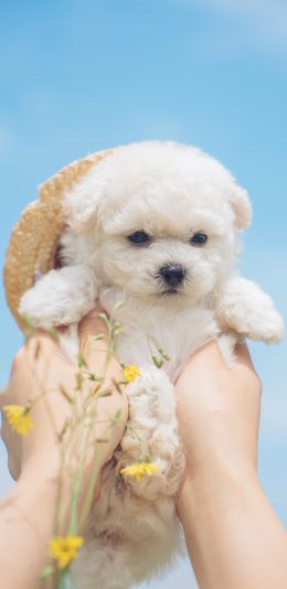 [2436x1125]狗狗 犬 汪星人 宠物 可爱 草帽 苹果手机壁纸图片