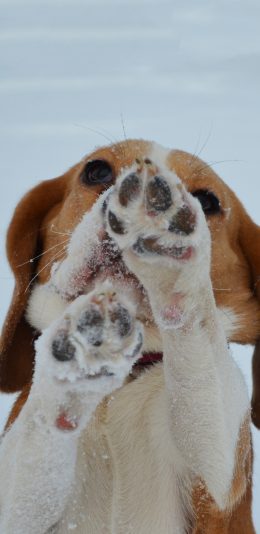 [2436x1125]狗狗 犬 汪星人 雪 爪子 萌 宠物 苹果手机壁纸图片