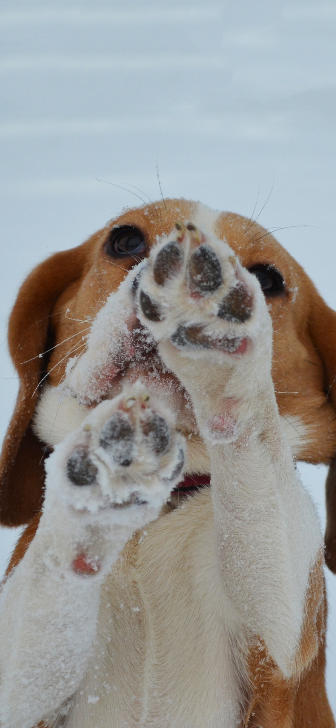 [2436×1125]狗狗 犬 汪星人 雪 爪子 萌 宠物 苹果手机壁纸图片