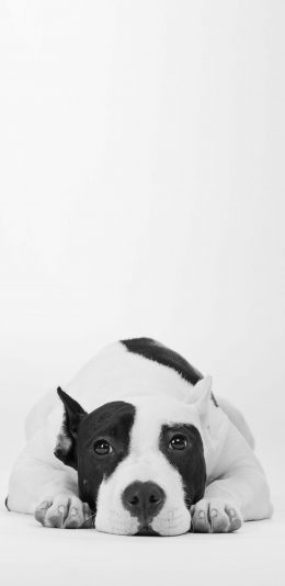 [2436x1125]狗狗 犬 黑白 汪星人 趴 宠物 可爱 苹果手机壁纸图片