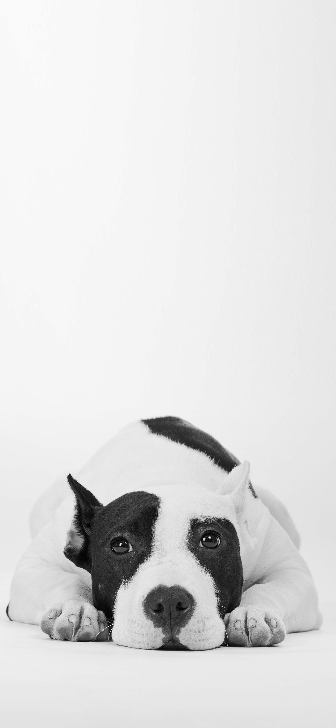 [2436×1125]狗狗 犬 黑白 汪星人 趴 宠物 可爱 苹果手机壁纸图片