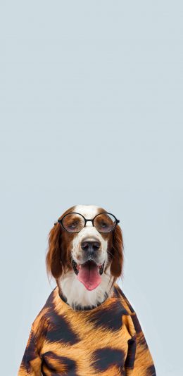 [2436x1125]狗狗 眼镜 衣服 宠物 汪星人 苹果手机壁纸图片