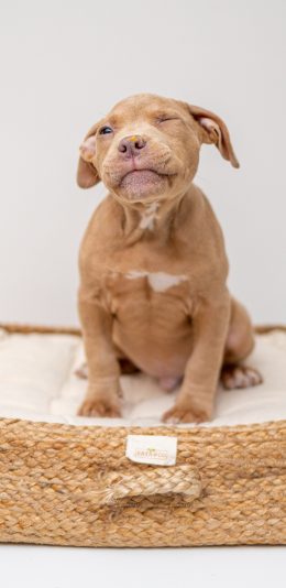 [2436x1125]狗窝 垫子 宠物狗 小狗 苹果手机壁纸图片