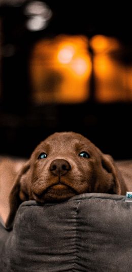 [2436x1125]狗窝 宠物狗 汪星人 幼犬 可爱 苹果手机壁纸图片