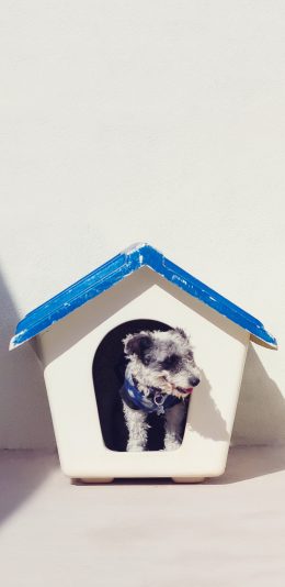 [2436x1125]狗窝 宠物狗 雪纳瑞 幼犬 苹果手机壁纸图片