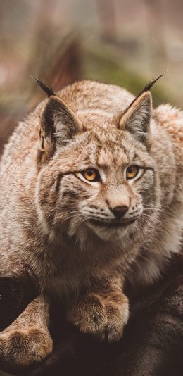 [2436x1125]狞猫 耳朵 保护动物 皮毛 苹果手机壁纸图片