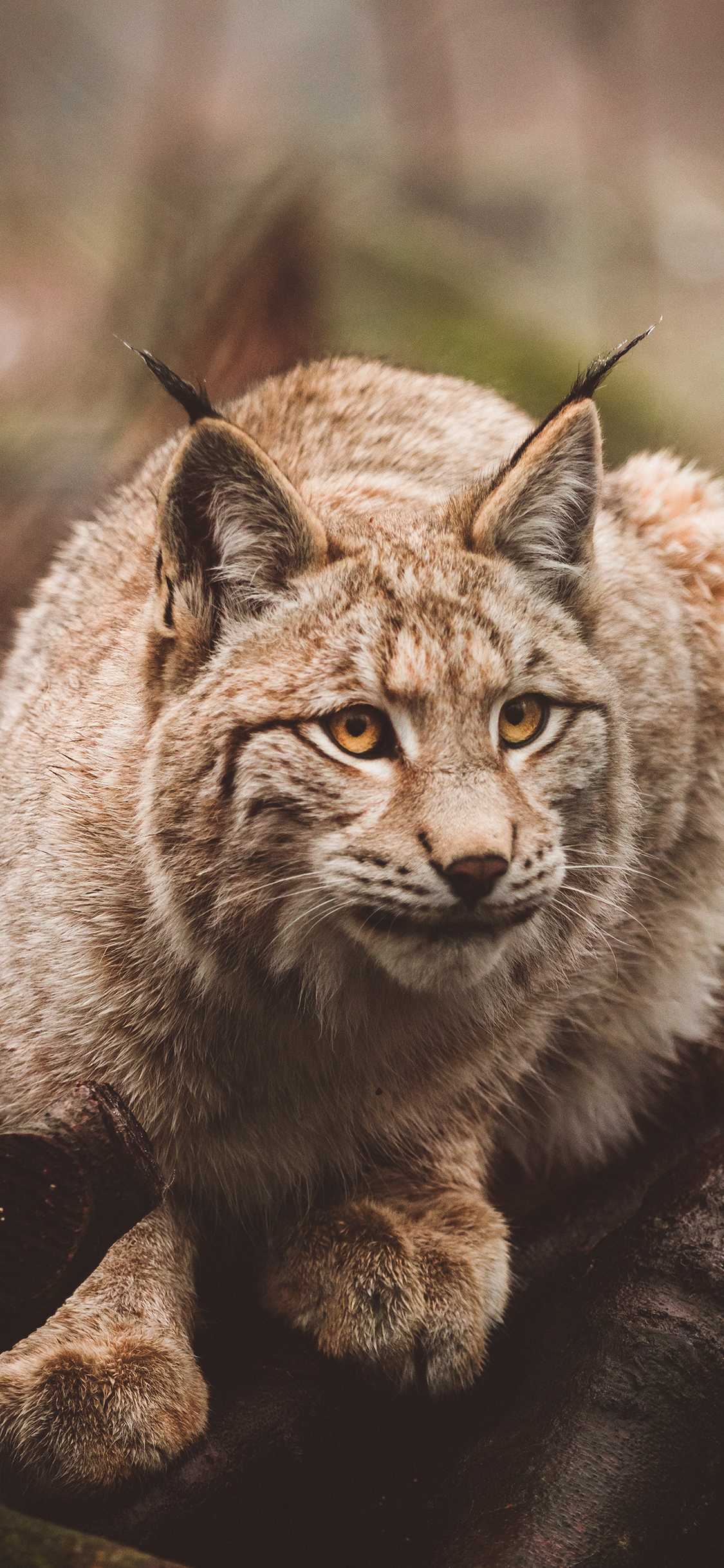 [2436×1125]狞猫 耳朵 保护动物 皮毛 苹果手机壁纸图片