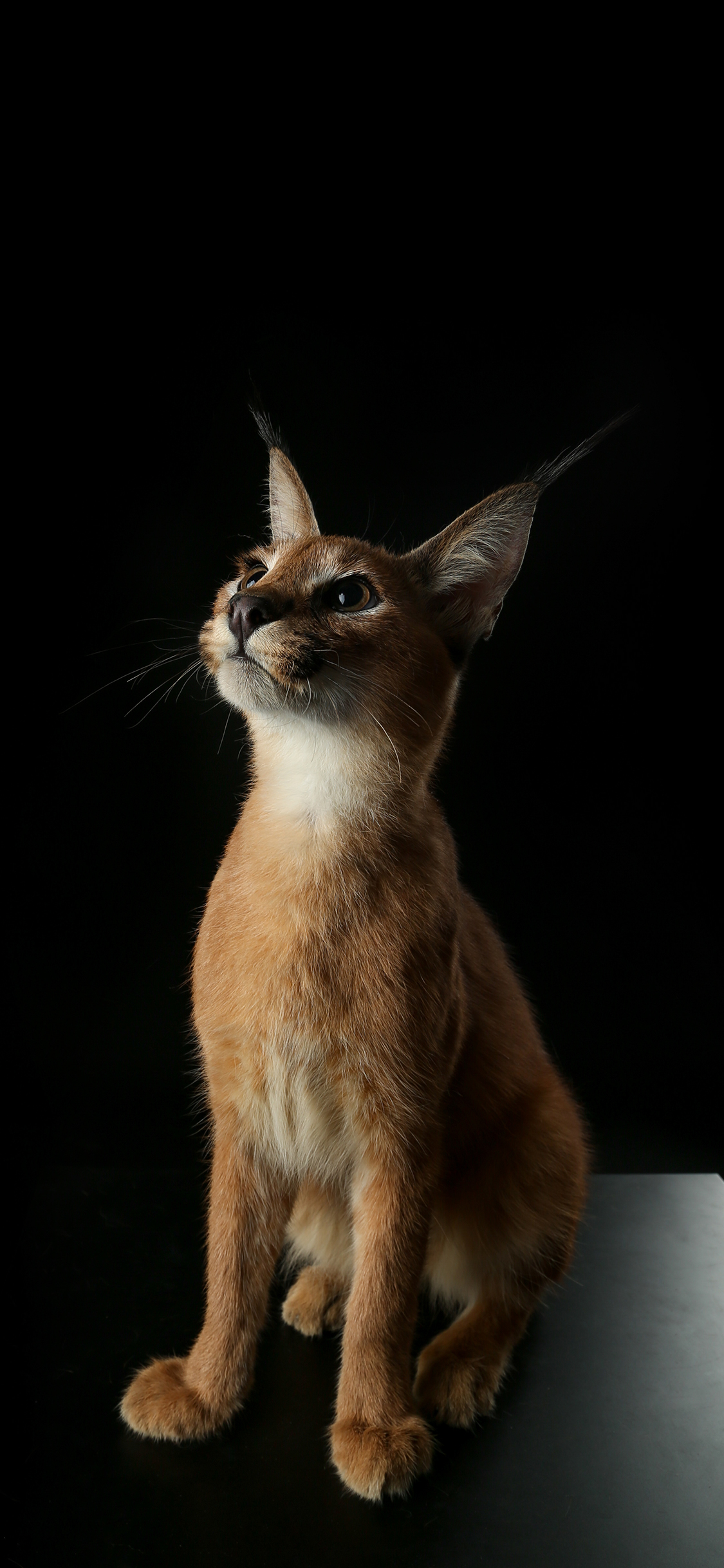 [2436×1125]狞猫 非洲 食肉 独行动物 苹果手机壁纸图片