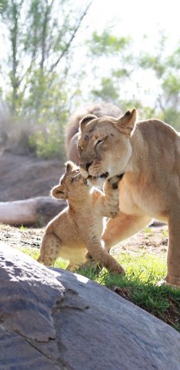 [2436x1125]狮子 亲子 草地 阳光 苹果手机壁纸图片