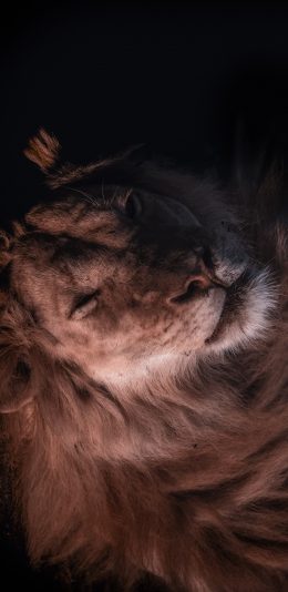 [2436x1125]狮子 休憩 母狮 闭眼 苹果手机壁纸图片