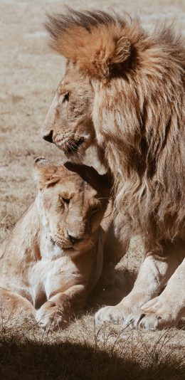 [2436x1125]狮子 公狮 草地 野外 母狮 苹果手机壁纸图片