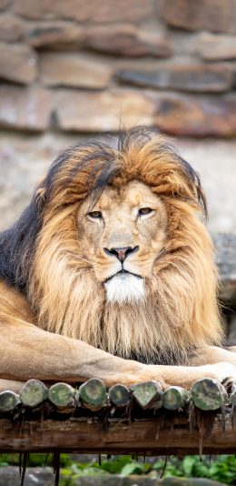 [2436x1125]狮子 凶猛 森林之王 鬓毛 苹果手机壁纸图片