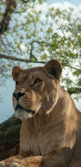 [2436x1125]狮子 凶猛 猛兽 苹果手机壁纸图片