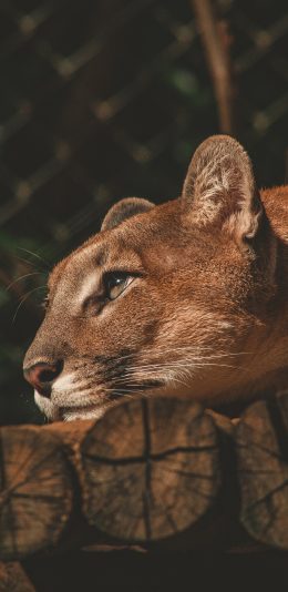 [2436x1125]狮子 凶猛 猛兽 木头 森林之王 苹果手机壁纸图片