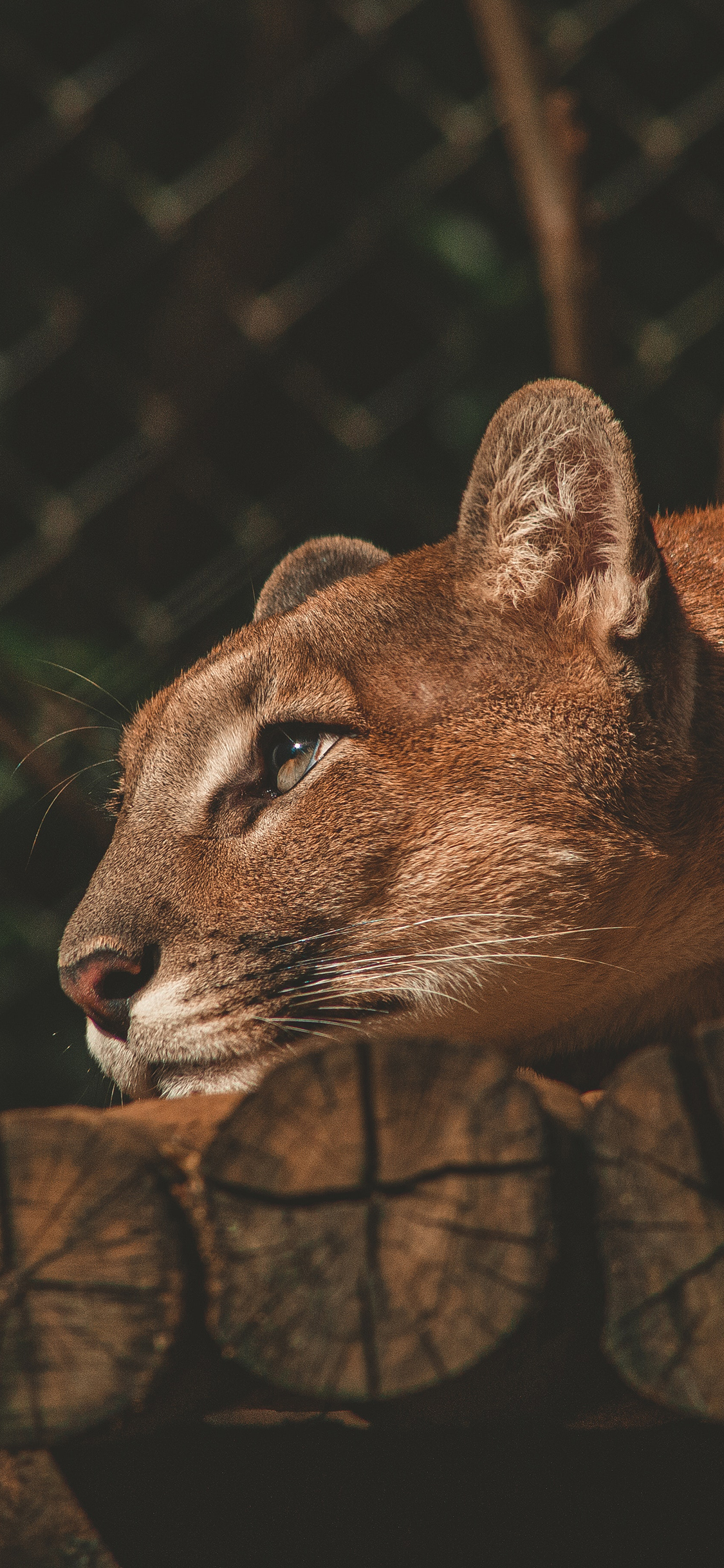 [2436×1125]狮子 凶猛 猛兽 木头 森林之王 苹果手机壁纸图片