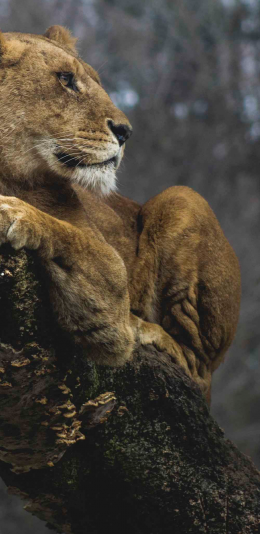 [2436x1125]狮子 凶猛 猛兽 森林之王 苹果手机壁纸图片