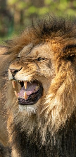 [2436x1125]狮子 凶猛 猛兽 毛发 尖牙 森林之王 苹果手机壁纸图片