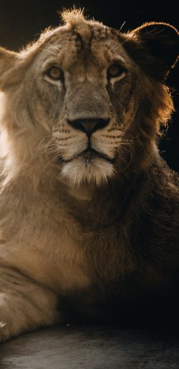 [2436x1125]狮子 凶猛 猫科 皮毛 苹果手机壁纸图片