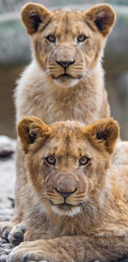[2436x1125]狮子 动物 凶猛 森林之王 苹果手机壁纸图片