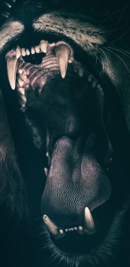 [2436x1125]狮子 嘴巴 大吼 口腔 苹果手机壁纸图片