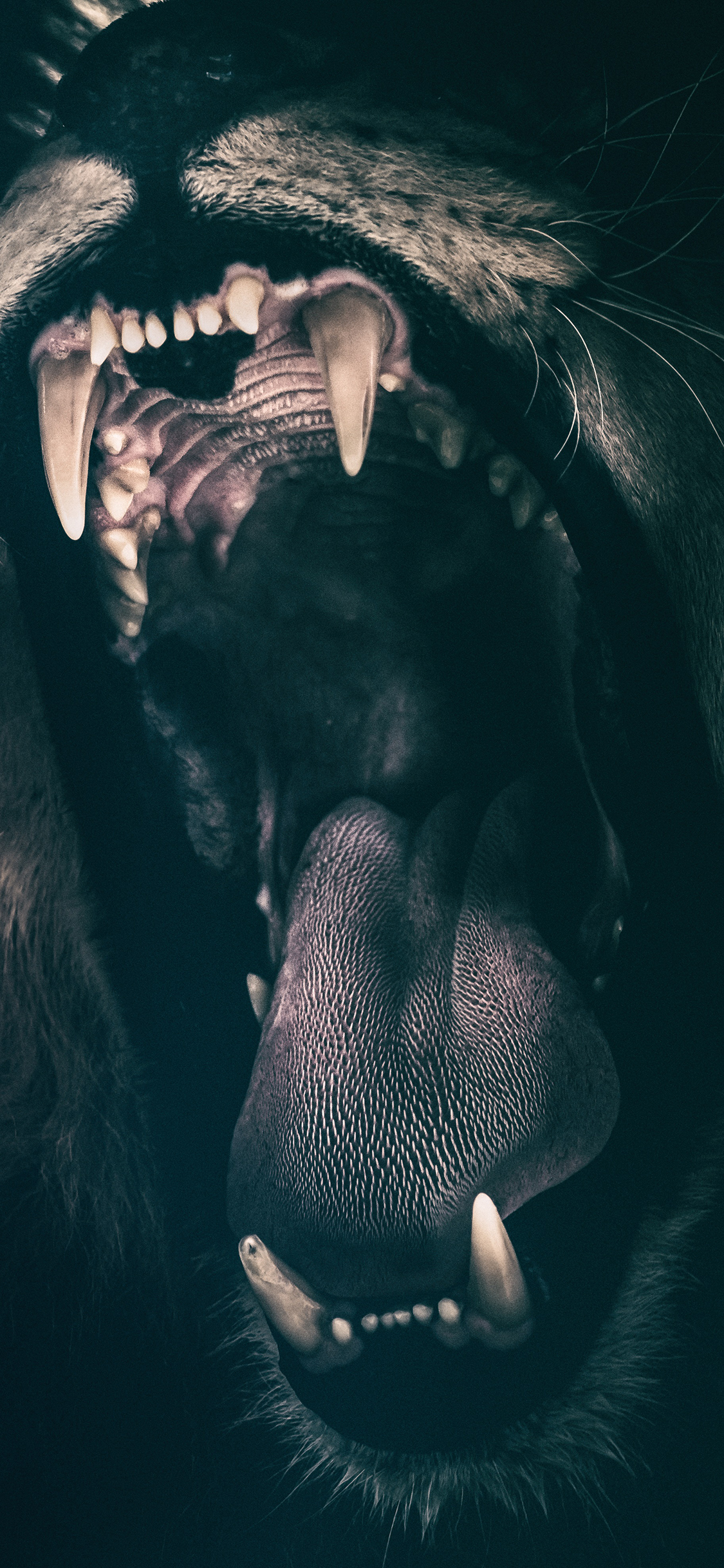 [2436×1125]狮子 嘴巴 大吼 口腔 苹果手机壁纸图片