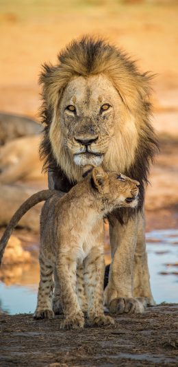 [2436x1125]狮子 幼仔 野外 亲子 苹果手机壁纸图片