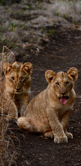 [2436x1125]狮子 幼仔 野外 吐舌 苹果手机壁纸图片