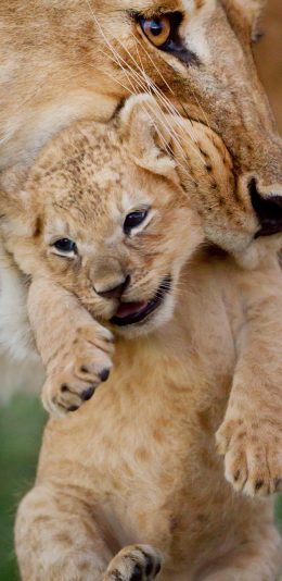 [2436x1125]狮子 幼崽 猛兽 凶猛 王朝纪录片 苹果手机壁纸图片