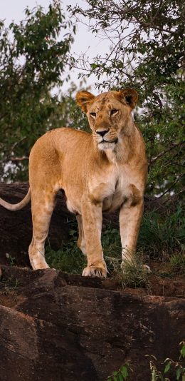 [2436x1125]狮子 树木 岩石 群居 苹果手机壁纸图片