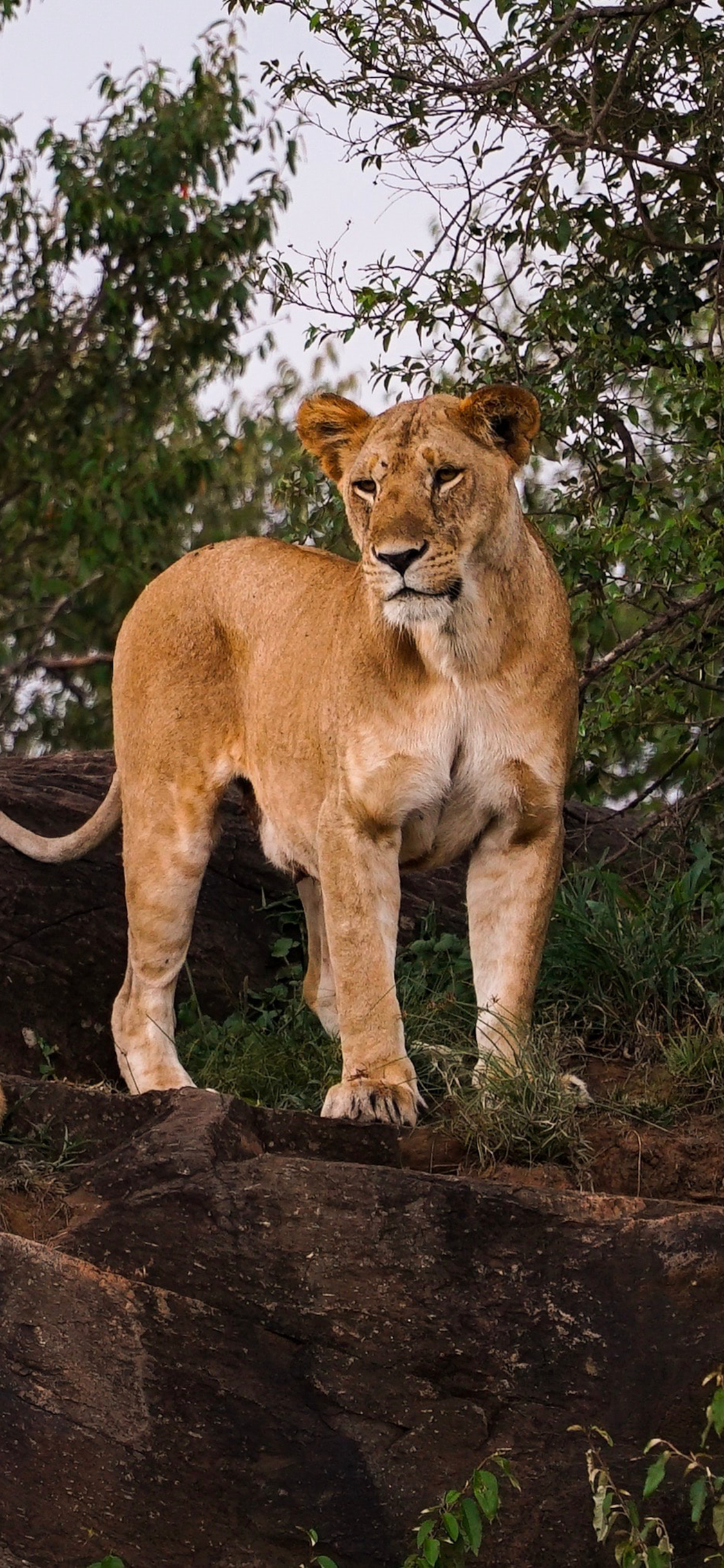 [2436×1125]狮子 树木 岩石 群居 苹果手机壁纸图片