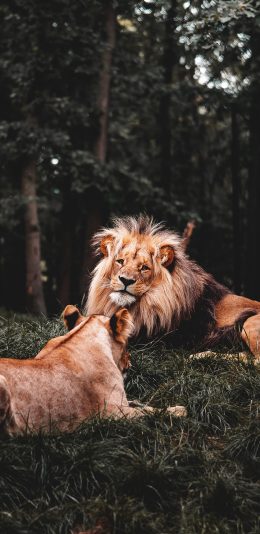 [2436x1125]狮子 森林之王 凶猛 猛兽 苹果手机壁纸图片