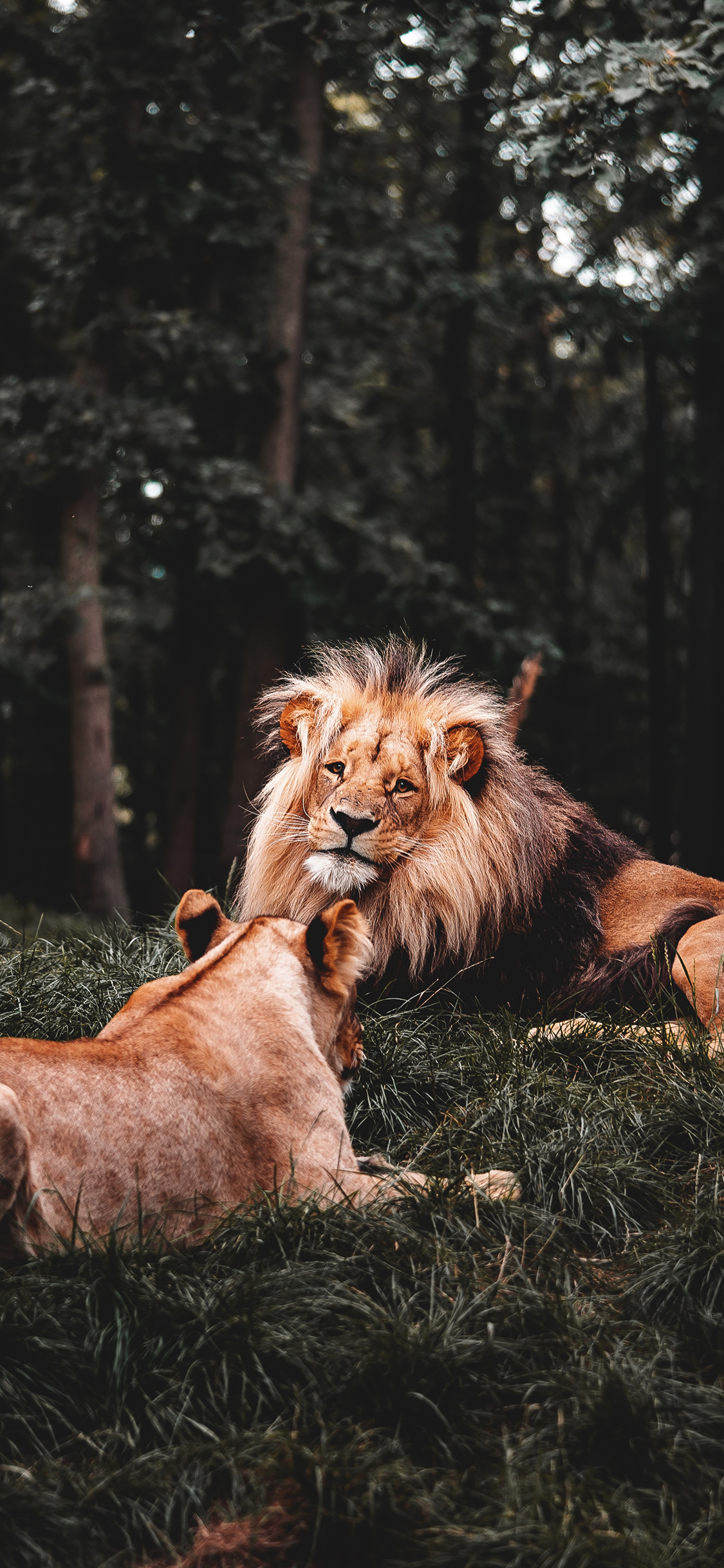 [2436×1125]狮子 森林之王 凶猛 猛兽 苹果手机壁纸图片