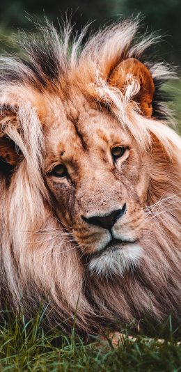 [2436x1125]狮子 森林之王 凶猛 猛兽 毛发 苹果手机壁纸图片
